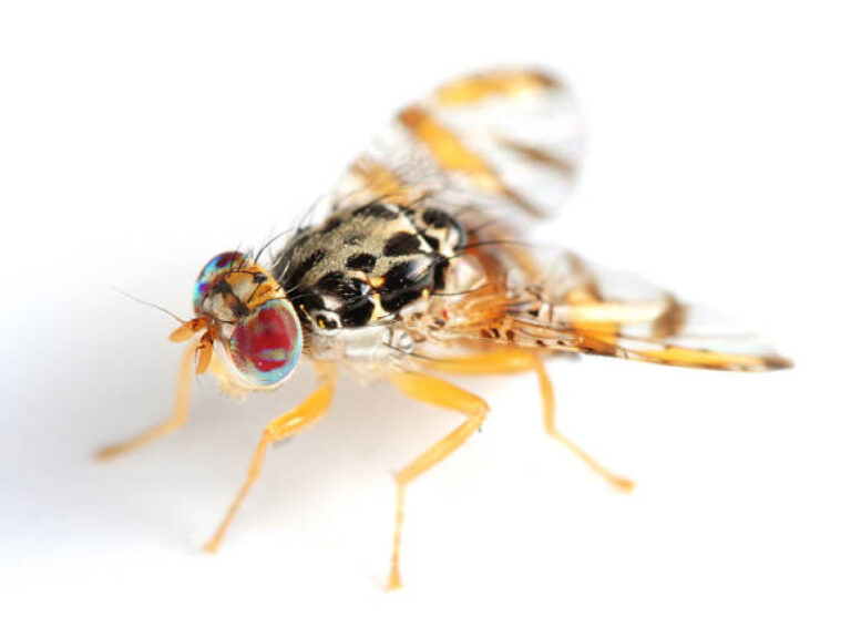 Lo que hay que saber sobre la mosca del Mediterráneo detectada en la zona oriental del país