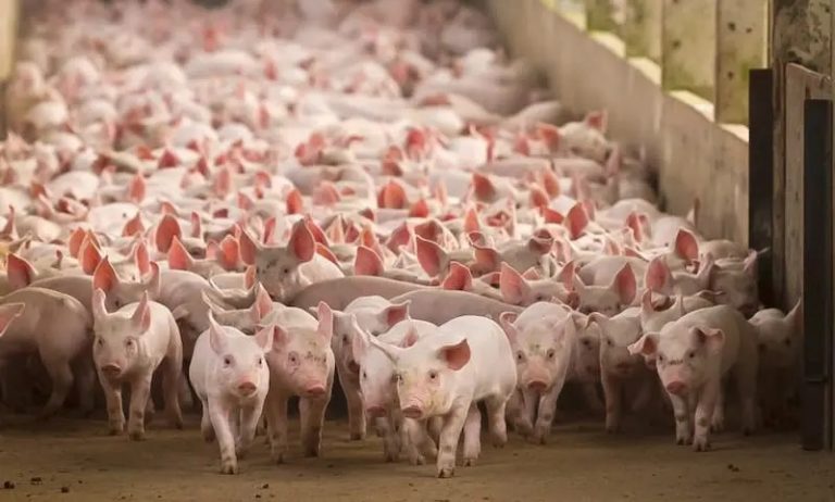 República Dominicana emite decreto para impulsar la producción porcina y el manejo de enfermedades