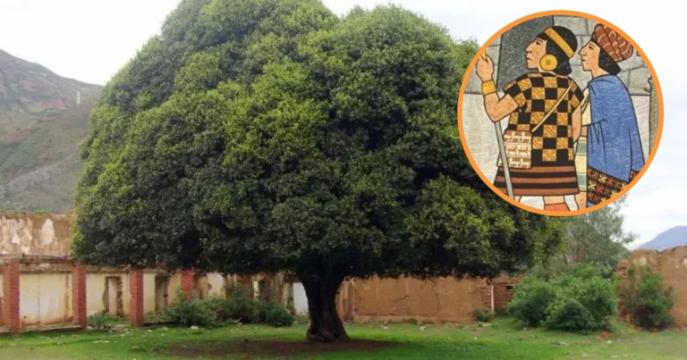 Esta es la planta que utilizaban para la fiebre los antiguos peruanos en el Tahuantinsuyo