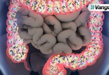 La relación entre la microbiota intestinal y el bienestar