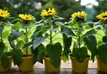 La PLANTA medicinal que protege el CORAZN, combate el ESTRS y controla la DIABETES