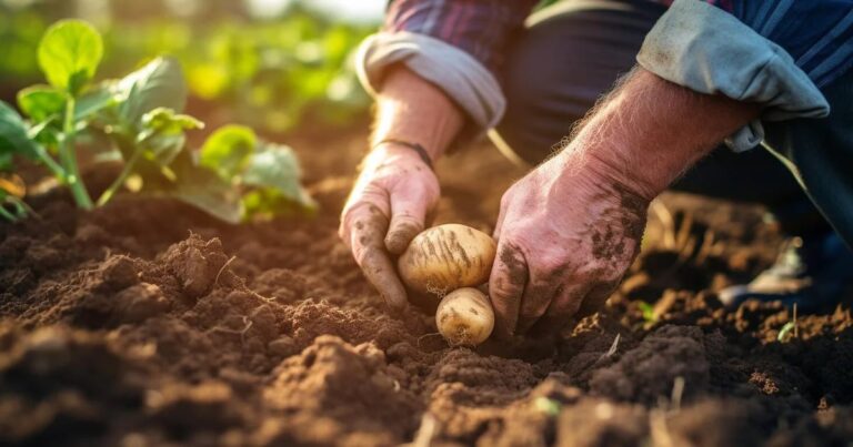 Cuáles son los beneficios para la salud de la papa y cómo consumirla para absorber sus nutrientes