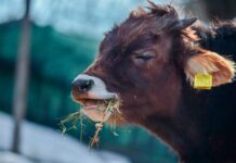 Cien años defendiendo la sanidad y el bienestar animal