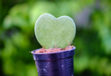 ‘Planta del amor’: la suculenta que debes tener en casa para enamorarte antes de que termine el 2024