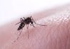 América Golpeada por Aumento Récord de Dengue – Videos de The Weather Channel – KarmaWeather