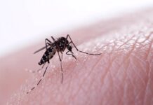 América Golpeada por Aumento Récord de Dengue – Videos de The Weather Channel – KarmaWeather