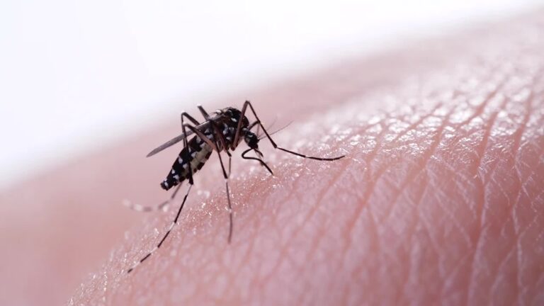 América Golpeada por Aumento Récord de Dengue – Videos de The Weather Channel – KarmaWeather