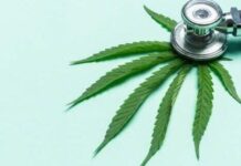 El Consumo De Cannabis En Ancianos Mejora La Salud |