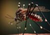 Modificación biológica de mosquitos en Colombia previene transmisión del dengue y otras enfermedades