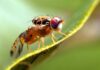 República Dominicana aspira a erradicar la mosca mediterránea de la fruta