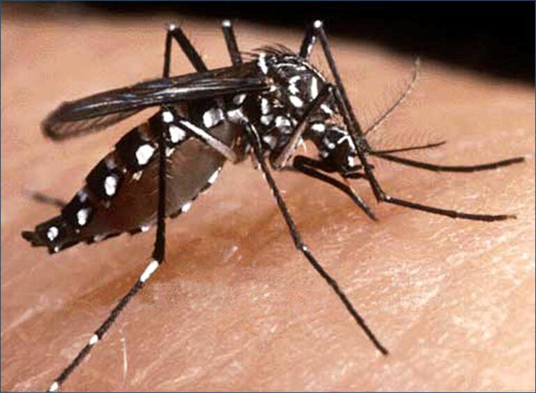 SINAVE reporta 8.484 casos sospechosos de dengue