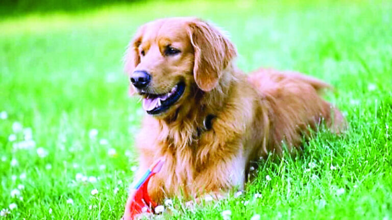 Pacto por los Animales acude al Congreso Nacional por el Día Mundial de los Animales