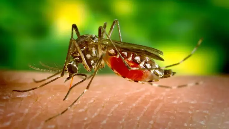 Salud Pública registra 9.300 casos sospechosos de dengue