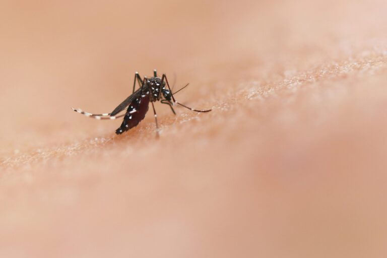 Ministerio de Salud reporta casos controlados de Dengue