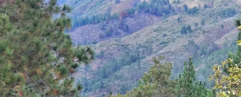 Persiste deforestación en cuenca alta de San Juan de la Maguana