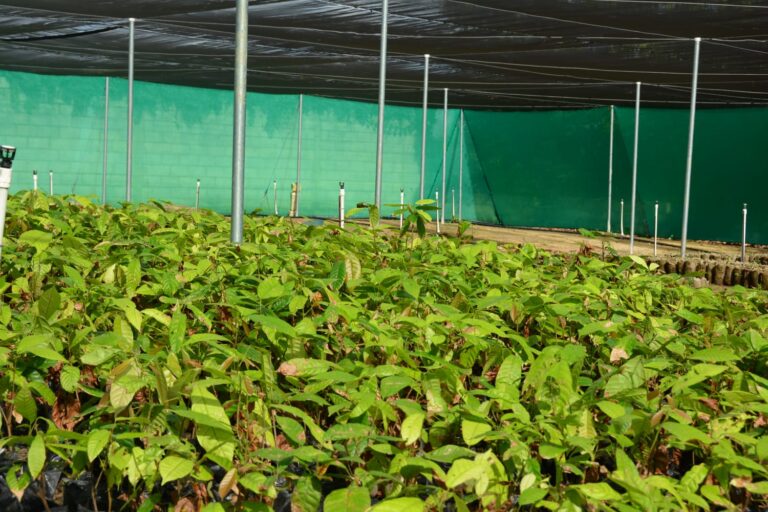Hecmilio Galván asegura Gobierno trabaja para aprovechar auge del cacao; FEDA entrega vivero a productores de Hato Mayor
