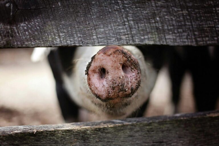 La enfermedad rara causa muertes de cerdo masivo