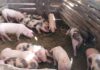 La fiebre porcina africana afecta a 72 criadores de cerdos en provincias dominicanas