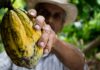 Agricultura lanza el proyecto de semillas de cacao en Puerto Plata