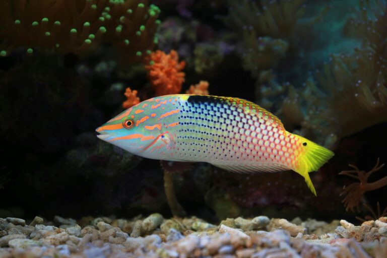 El departamento de medio ambiente reconoce la falta de inspectores para hacer cumplir la prohibición de peces loros