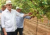 República dominicana duplica las exportaciones de mango, promueve uvas