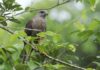 El Ministerio de Medio Ambiente Dominicano advierte de casi extinción de Sparrowhawk hispaniolano