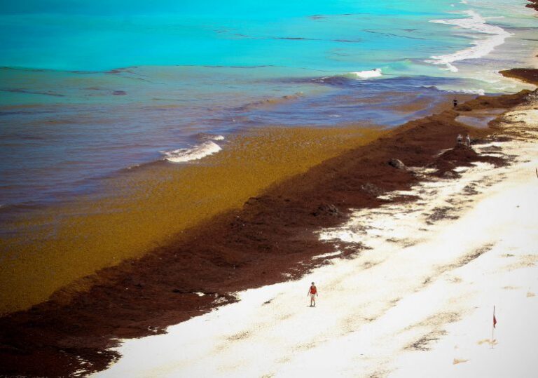 Abril 2025 establece récord para Sargassum Surge en el Caribe