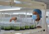 RD produce anualmente un millón y medio de plantas in vitro a través de laboratorio de propagación Biovega