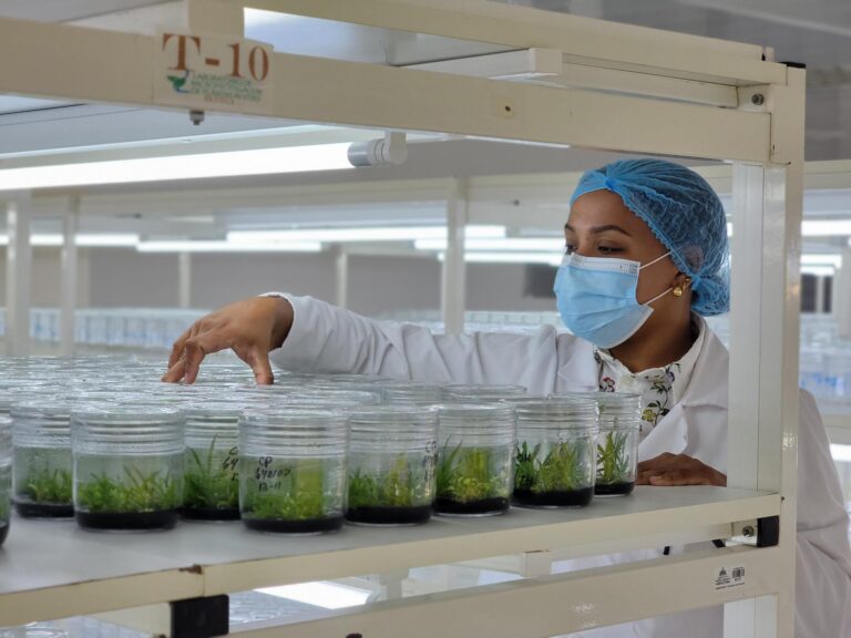 RD produce anualmente un millón y medio de plantas in vitro a través de laboratorio de propagación Biovega