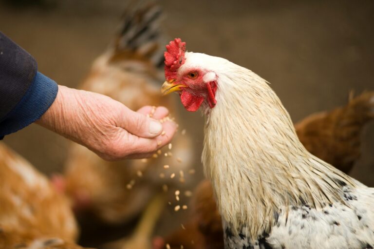República Dominicana suspende las importaciones de pollo de Brasil por brote de gripe aviar