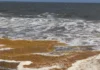 El senador propone a Bill que declara a Sargassum una emergencia ambiental nacional y regional