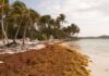 República Dominicana Renova el llamado a la UNESCO para declarar a Sargassum una emergencia ambiental regional