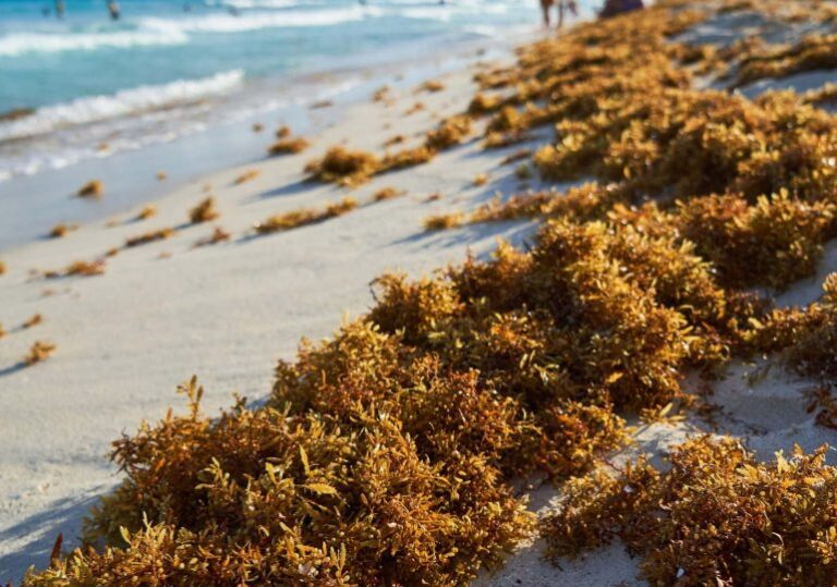 Registro de la oleada de Sargassum amenaza en las costas del Caribe