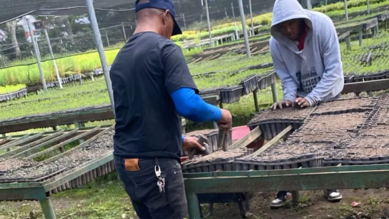 República Dominicana lanza el primer campo de reforestación basado en la prisión