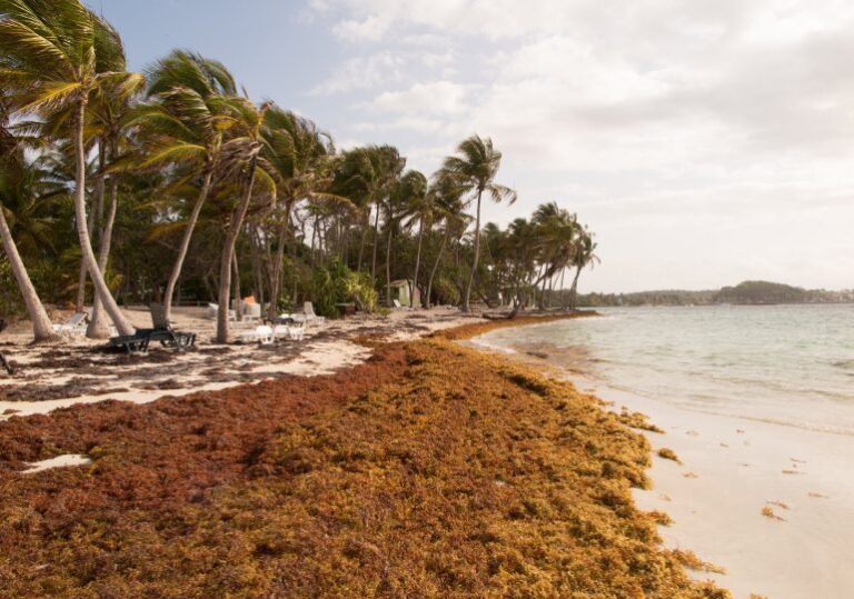 Sargassum Invasion desafía a Punta Cana Tourism