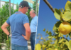 Miles de árboles limoneros en España viven una crisis histórica: el virus que ha puesto en jaque a toda la industria
