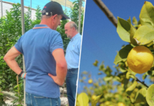 Miles de árboles limoneros en España viven una crisis histórica: el virus que ha puesto en jaque a toda la industria
