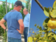 Miles de árboles limoneros en España viven una crisis histórica: el virus que ha puesto en jaque a toda la industria
