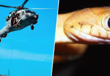 En 2013 EEUU lanzó 2.000 ratones cargados de paracetamol para aniquilar la criatura de una isla. Los resultados siguen sorprendiendo