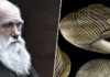 El sueño de Darwin era visitar Tenerife y subir al Teide. Hubiese descubierto unos moluscos únicos en todo el mundo
