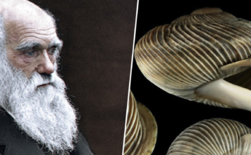 El sueño de Darwin era visitar Tenerife y subir al Teide. Hubiese descubierto unos moluscos únicos en todo el mundo