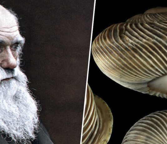 El sueño de Darwin era visitar Tenerife y subir al Teide. Hubiese descubierto unos moluscos únicos en todo el mundo