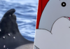 Qué ha pasado con Toñi, la orca más veterana de Gibraltar que ha aparecido con diez agujeros de bala
