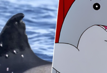Qué ha pasado con Toñi, la orca más veterana de Gibraltar que ha aparecido con diez agujeros de bala
