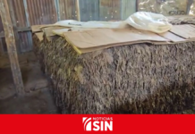 Productores de tabaco de Villa González denuncian paralización de la cosecha nacional