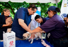 Ministerio de Salud realizará jornada de vacunación para perros y gatos este viernes 21 en Ciudad Juan Bosch