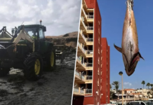 Qué demonios está pasando en las playas de Torrevieja, Orihuela y Pilar de la Horadada para que estén apareciendo varados atunes de 300 kilos