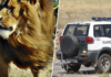Un supuesto león se escapó en Toledo y la Guardia Civil lo buscó durante dos días. Que no apareciera es una mala señal