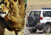 Un supuesto león se escapó en Toledo y la Guardia Civil lo buscó durante dos días. Que no apareciera es una mala señal
