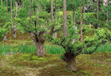 Si la pregunta es si se puede obtener madera de calidad sin talar un solo árbol, la respuesta es sí y está en Japón: "daisugi"